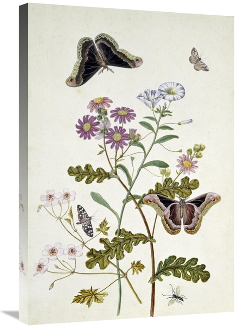 Global Gallery GCS-268476-30-142 30 in. Convolvulus & Chrysanthemum Ar