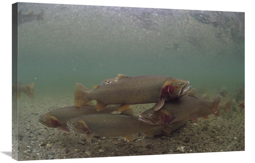 Global Gallery GCS-451921-2436-142 24 x 36 in. Yellowstone Cutthroat T