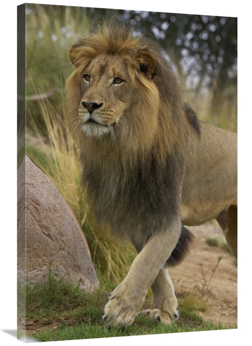 Global Gallery GCS-450878-2436-142 24 x 36 in. African Lion Male Portr