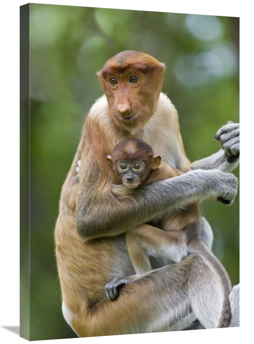 Global Gallery GCS-395836-2030-142 20 x 30 in. Proboscis Monkey Female