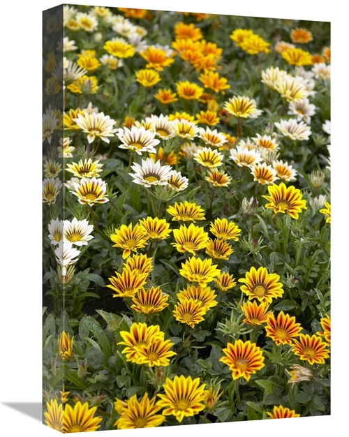 Global Gallery GCS-398326-1218-142 12 x 18 in. Gazania Flowers Art Pri