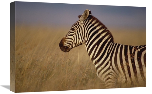 Global Gallery GCS-452974-1624-142 16 x 24 in. Burchells Zebra Portrai