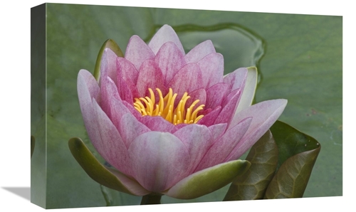 Global Gallery GCS-398191-1218-142 12 x 18 in. Amazon Water Lily Flowe