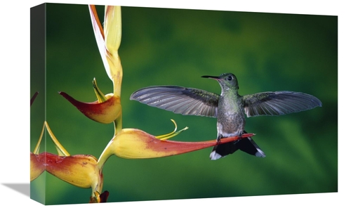 Global Gallery GCS-397246-1218-142 12 x 18 in. Scaly-Breasted Hummingb