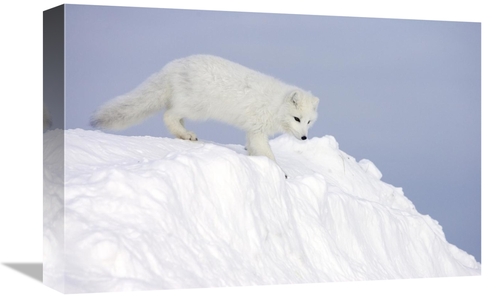 Global Gallery GCS-395400-1218-142 12 x 18 in. Arctic Fox on Snow Drif