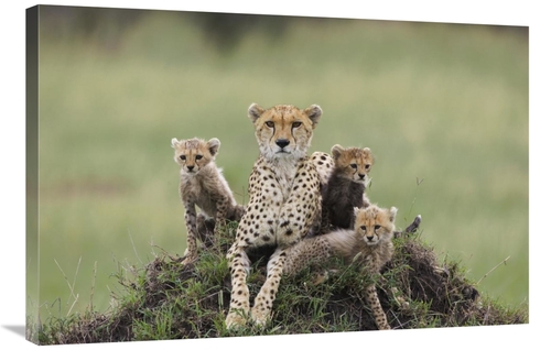 Global Gallery GCS-395841-2436-142 24 x 36 in. Cheetah Mother & Eight 