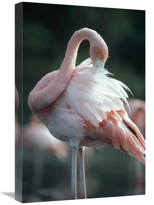 Global Gallery GCS-451149-1624-142 16 x 24 in. Greater Flamingo Preeni