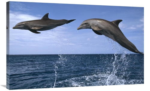 Global Gallery GCS-452328-40-142 40 in. Bottlenose Dolphin Pair Leapin