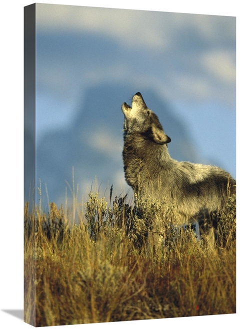 Global Gallery GCS-453316-1624-142 16 x 24 in. Timber Wolf Adult Howli