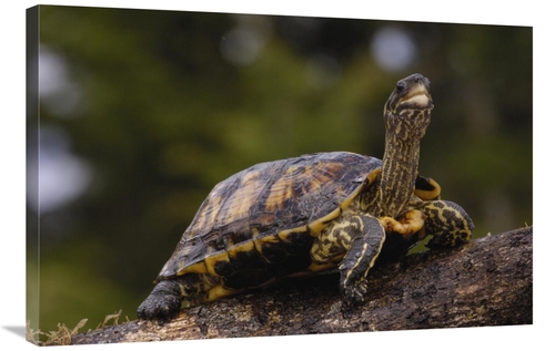 Global Gallery GCS-453109-2436-142 24 x 36 in. Brown Wood Turtle Portr