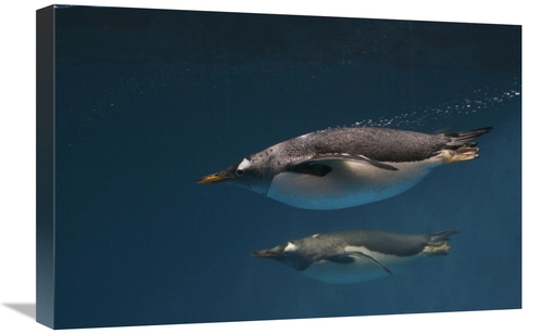 Global Gallery GCS-453582-1624-142 16 x 24 in. Gentoo Penguin Pair Swi