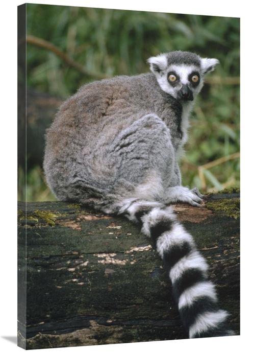 Global Gallery GCS-452818-2436-142 24 x 36 in. Ring-Tailed Lemur Portr