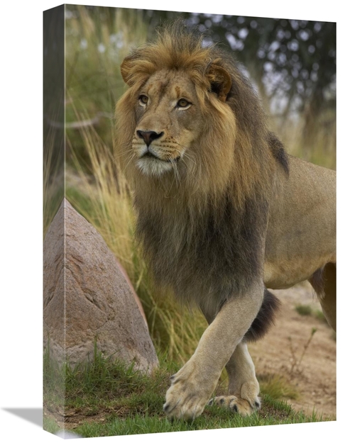 Global Gallery GCS-450878-1218-142 12 x 18 in. African Lion Male Portr
