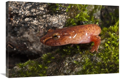 24 x 36 in. Northern Spring Salamander, Native to the Southeastern