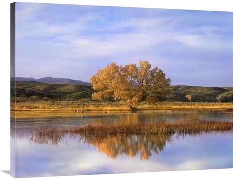 Global Gallery GCS-395955-3040-142 30 x 40 in. Sandhill Crane Flock in