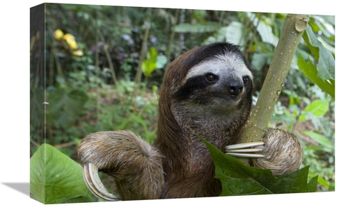 Global Gallery GCS-395848-1218-142 12 x 18 in. Brown-Throated Three-To