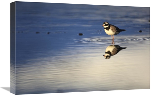 Global Gallery GCS-398083-1624-142 16 x 24 in. Common Ringed Plover&#4