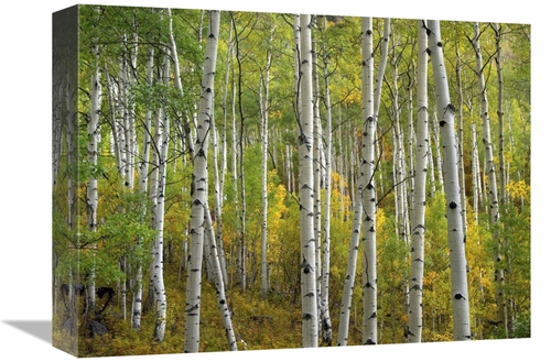 Global Gallery GCS-395982-1216-142 12 x 16 in. Aspen Trees in Fall&#44