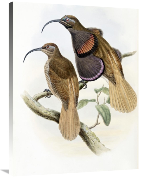 Global Gallery GCS-277738-36-142 36 in. Bennetts Bird of Paradise Art 