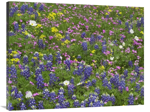 Global Gallery GCS-395957-3040-142 30 x 40 in. Sand Bluebonnet Flowers