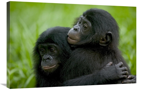 Global Gallery GCS-398114-2436-142 24 x 36 in. Bonobo Pair of Orphans 