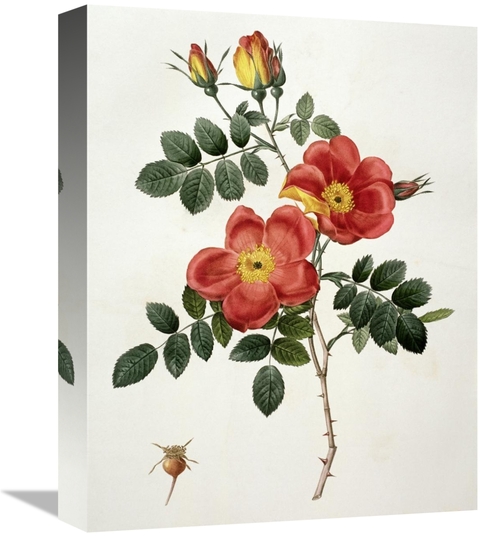 Global Gallery GCS-279564-16-142 16 in. Rosa Eglanteria - Punicea Art 