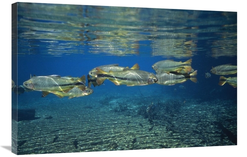 Global Gallery GCS-453060-2436-142 24 x 36 in. Piraputanga Group, 