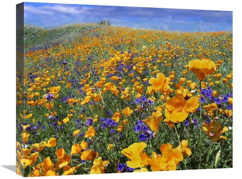 Global Gallery GCS-396880-2024-142 20 x 24 in. California Poppy & Dese