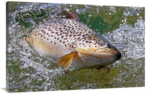 Global Gallery GCS-486577-44-142 44 in. Hooked Brown Trout Art Print -