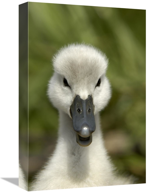 Global Gallery GCS-398172-1218-142 12 x 18 in. Mute Swan Cygnet, H