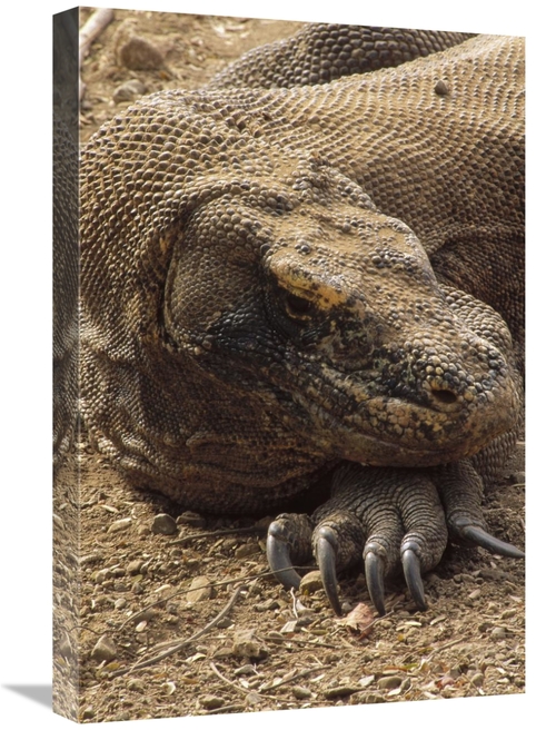 Global Gallery GCS-451182-1624-142 16 x 24 in. Komodo Dragon Male Bask