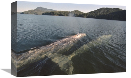 Global Gallery GCS-450812-1218-142 12 x 18 in. Gray Whale Surfacing to