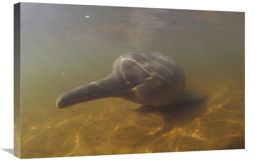 Global Gallery GCS-450675-2030-142 20 x 30 in. Amazon River Dolphin&#4