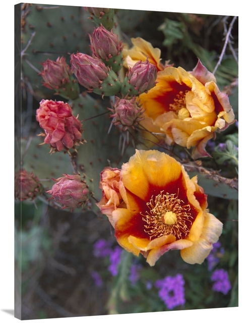 Global Gallery GCS-395993-3040-142 30 x 40 in. Opuntia in Bloom, N