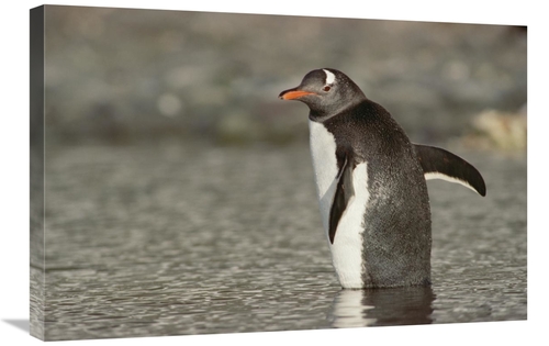 Global Gallery GCS-452910-2030-142 20 x 30 in. Gentoo Penguin Wading&#