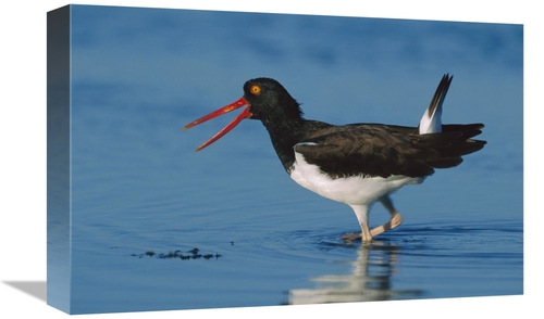 Global Gallery GCS-396203-1218-142 12 x 18 in. American Oystercatcher 