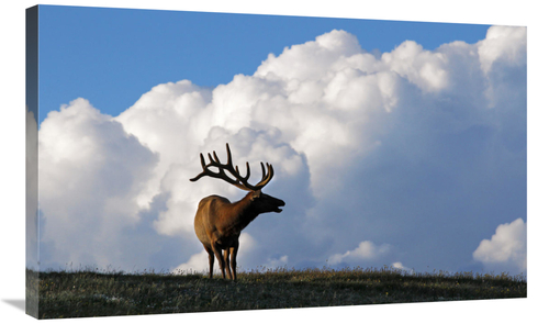 Global Gallery GCS-486540-36-142 36 in. Elk & the Gathering Storm Art 