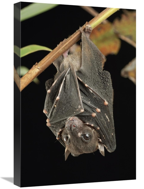 Global Gallery GCS-397577-1624-142 16 x 24 in. Spotted-Winged Fruit Ba