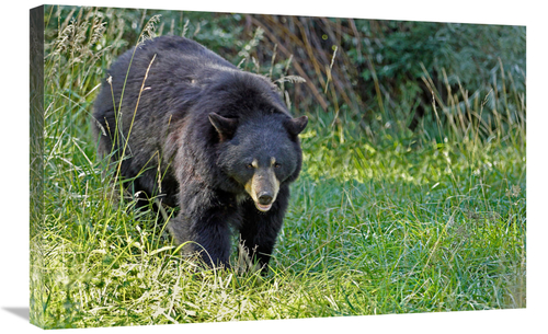 Global Gallery GCS-486435-30-142 30 in. Black bear in Spring Art Print