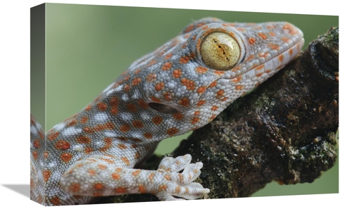 Global Gallery GCS-397565-1218-142 12 x 18 in. Tokay Gecko Juvenile Sh