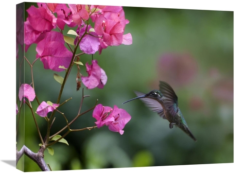 Global Gallery GCS-396557-1824-142 18 x 24 in. Magnificent Hummingbird