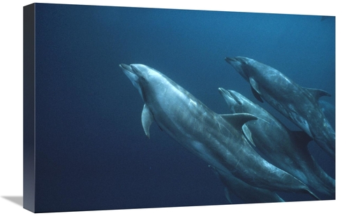 Global Gallery GCS-451105-1624-142 16 x 24 in. Bottlenose Dolphins&#44