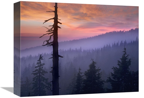 Global Gallery GCS-396395-1216-142 12 x 16 in. Sunset Over Forest,