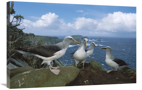 Global Gallery GCS-451661-2436-142 24 x 36 in. Bullers Albatross Gammi