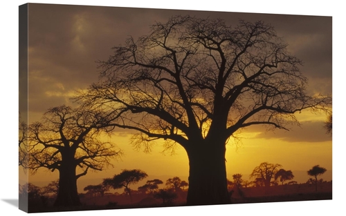 Global Gallery GCS-452868-2030-142 20 x 30 in. Baobab Tree Silhouetted