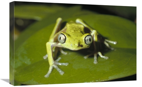 Global Gallery GCS-452426-1624-142 16 x 24 in. Lemur Frog, Monteve