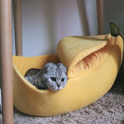 Banana Cat House