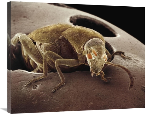 Global Gallery GCS-397627-2835-142 28 x 35 in. American Seed Beetle Em