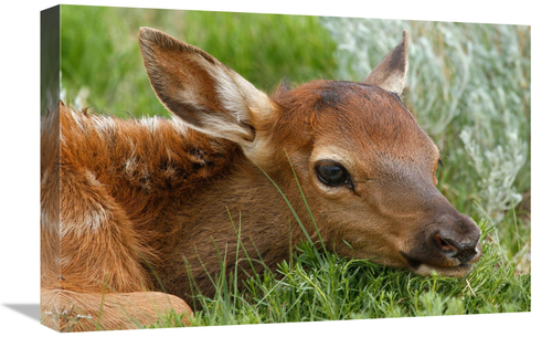 Global Gallery GCS-486551-22-142 22 in. Resting Calf Art Print - Vic S