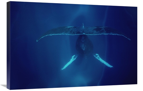 Global Gallery GCS-450576-2436-142 24 x 36 in. Humpback Whale Singing&